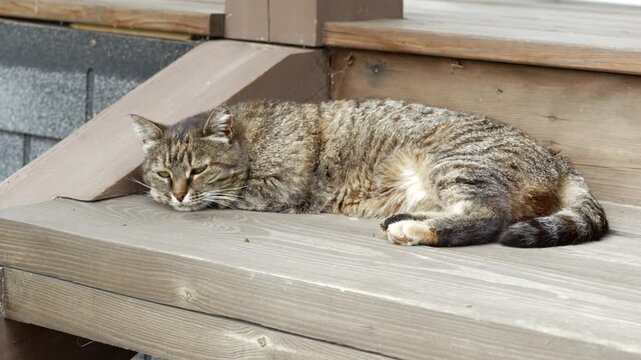 Tabby cat calmly sleeping and relaxing on wooden deck steps outdoor. 