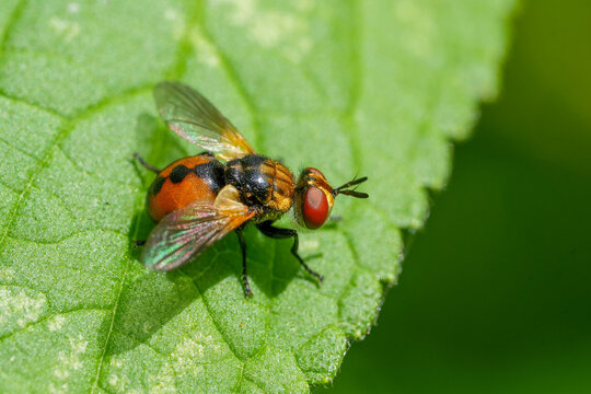 Closeup on a round shaped small brown Tachinid fly, Gymnosoma nudifrons in the garden
