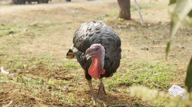 Close-up 4K footage of a wild turkey foraging on dry ground in warm daylight, showing dark layered feathers, red wattle and natural feeding behavior, with guinea fowl moving softly in the background.
