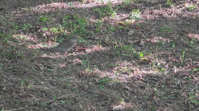 Bird walks on the ground in a wooded area in the afternoon sunlight