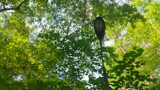 Light pole surrounded by trees in a park during the day with clear sky and green leaves
