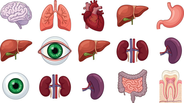 Human Internal Organs Anatomy Vector Icon Set with Brain Heart Lungs Liver Stomach Eyeball Kidneys Spleen Intestines and Tooth Structure Illustrations