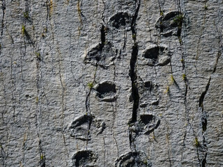 Prehistoric fossils and stone texture background from a natural site in South America with vertical cracks © Martin