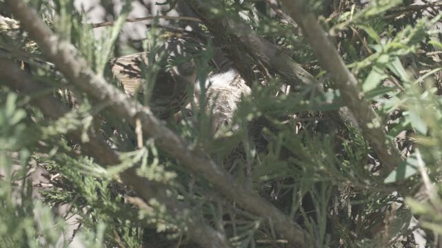 A female linnet (Linaria cannabina) cleans up after the chicks in the nest. Canon Log without color correction.