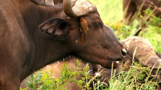 oxpecker botherd buffalo while ruminating 111
