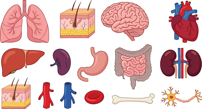 Human Internal Organs Vector Illustration Set with Brain Heart Lungs Liver Stomach Kidneys Intestines Skin Structure Bone and Cell Anatomy Symbols
