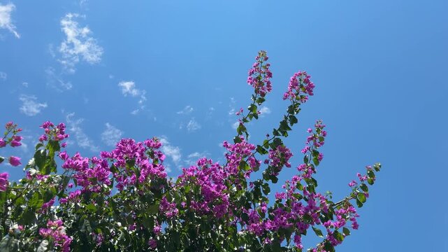 Beautiful bougainvillea paper flower  shrub against sky.