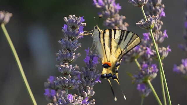 Colorful butterfly perched on lavender spike, feeding with proboscis inside clustered purple blossoms, wings partly closed and body angled downward in warm side light, calm garden wildlife view