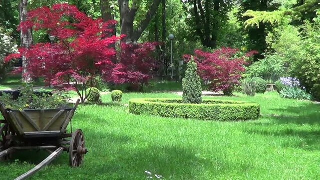 Landscape with red maple tree, Saints Constantine and Helena resort, Bulgaria.