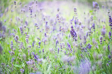 Fototapeta premium Purple lavender flowers blooming in green field with soft blurred background