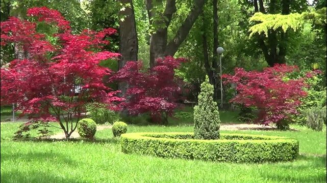 Landscape with red maple tree, Saints Constantine and Helena resort, Bulgaria.