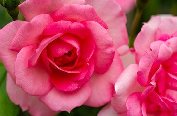 Obraz premium Natural beauty of a blooming garden with summer downpour drops on flowers.