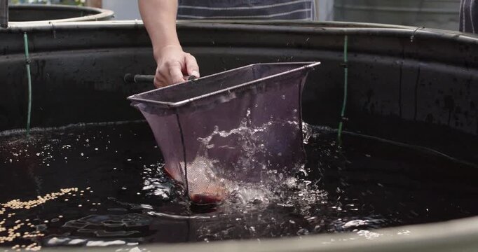 African American woman using purple net in tank on seeing pellets, retrieving, inspecting pale fish