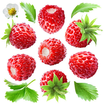 Set of juicy ripe wild forest strawberries arranged in a circle with leaves and flowers isolated on transparent background