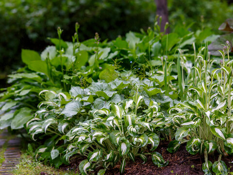 A shady garden after the rain. Plants for a shady garden- hosta, brunnera, ligularia