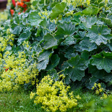 Alchemilla mollis is a perennial herbaceous creeping plant, a species of the genus Alchemilla of the Rosaceae family. A alchemilla mollis with curly leaves is an ornamental plant in the garden.