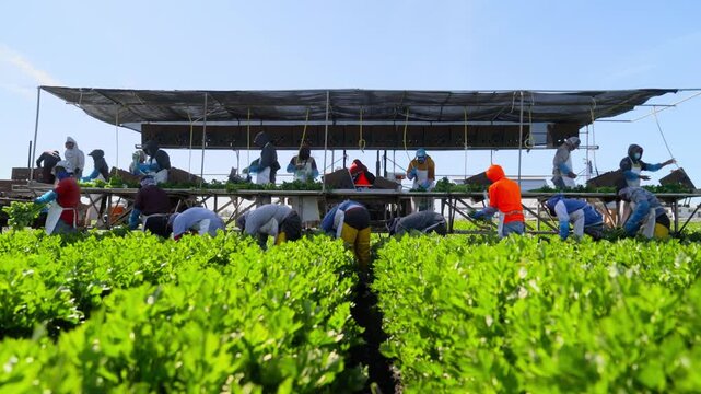 Agricultural workers harvesting fresh green vegetables on a mobile field packing platform