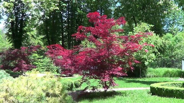 Landscape with red maple tree, Saints Constantine and Helena resort, Bulgaria.