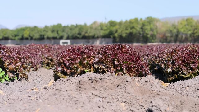 Low angle shot of fresh red leaf lettuce growing in rows on agricultural farmland