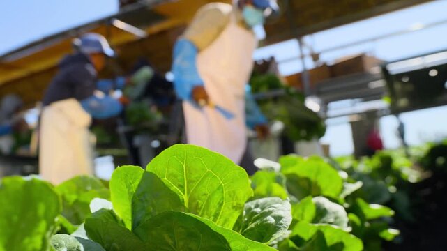 Agricultural workers harvesting fresh green vegetables on a mobile field packing platform