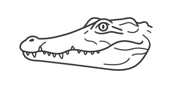 Alligator Head Outline Vector Illustration