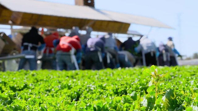 Agricultural workers harvesting fresh green vegetables on a mobile field packing platform