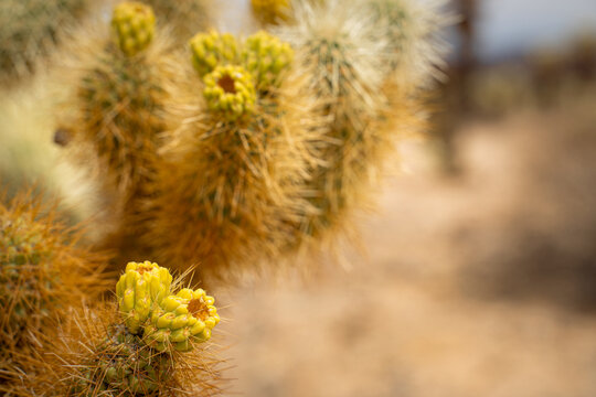 Detailed macro shot of spiky cholla cactus spines and blossoms with soft bokeh background.