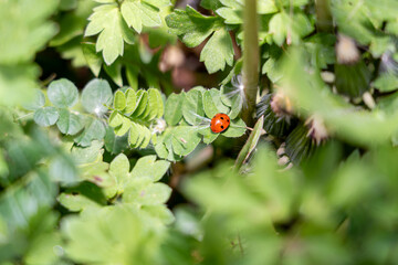 Macro shot of a bright red ladybug perched delicately on green foliage, surrounded by a soft bokeh of spring weeds and scattered dandelion seeds. © Sergej