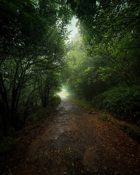 Forest Trail Through Tropical Woodland in Riverston