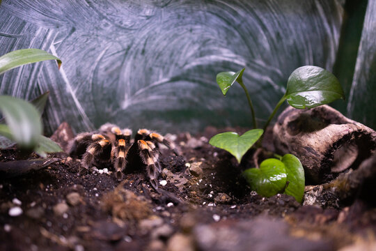 Mexican redknee tarantula brachypelma hamorii spider sitting on ground in tropical terrarium.
