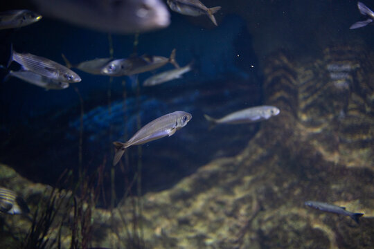 Bogue boops boops fish school swimming underwater in dark blue marine aquarium background tank.