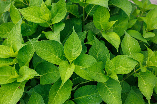 Fresh green hydrangea leaves forming natural foliage background