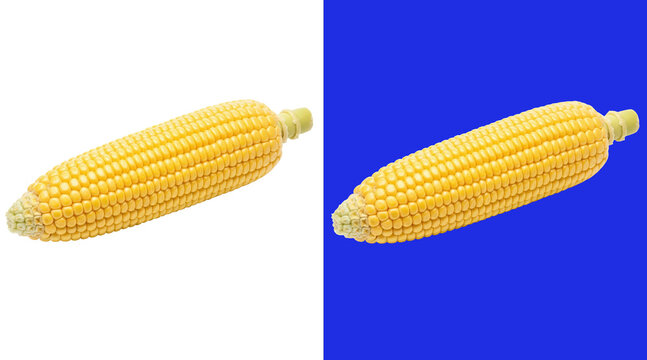 A single fresh ear of yellow corn on the cob with kernels intact, positioned horizontally, isolated on a white background, food isolated on a transparent background