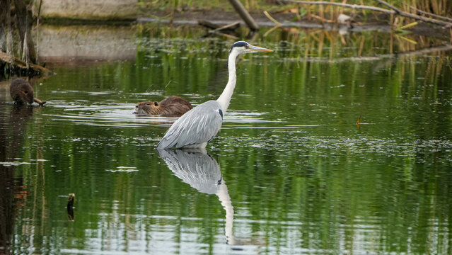 grey heron (ardea cinerea) standing in a green pond with swimming nutria (myocastor coypus) in the background