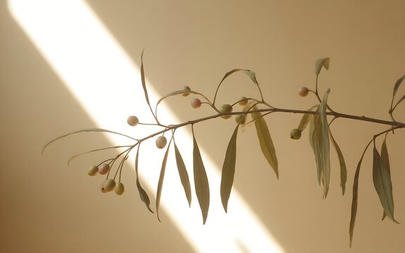 Minimalist Eucalyptus Branch With Berries Casts Soft Natural Shadows On A Neutral Beige Wall