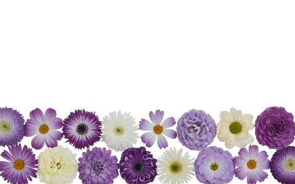 Beautiful Floral Border Composed of Purple and White Spring Flowers Isolated on White Background