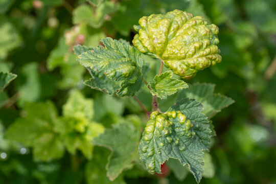 A striking close-up of a singular ribes leaf severely affected by blister aphids, showing prominent, swollen green galls against a deeply blurred background.