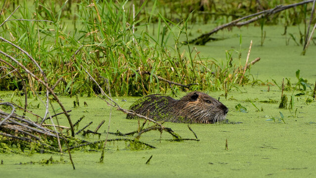nutria (myocastor coypus) swimming in a pond completely covered with green duckweed