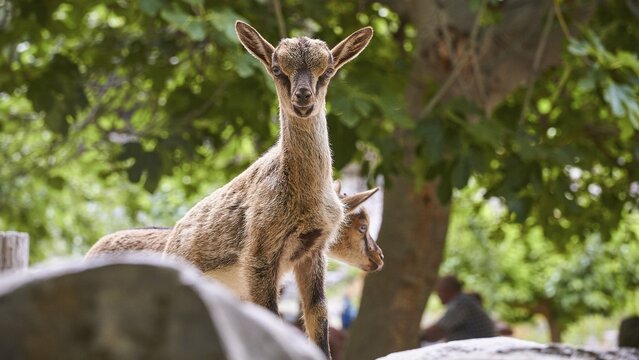 Kri-kri, endangered endemic Cretan wild goat, two small Kri-Kris, one looking directly at the camera, Samaria settlement, resting place, Samaria Gorge, Samaria, gorge, national park, Omalos, Lefka Ori, White Mountains, West Crete, island of Crete, Greece