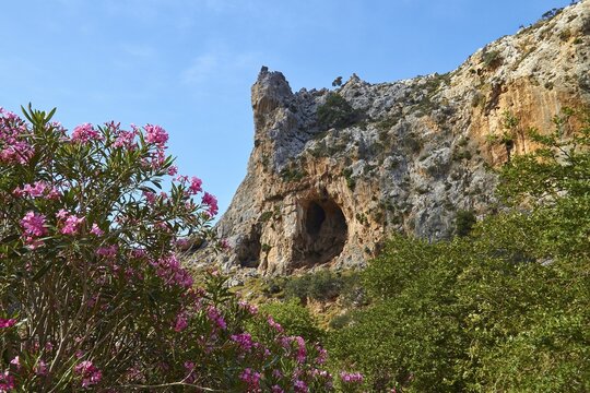 Spring in Crete, oleander (nerii) bush on the left of the picture, wall of the gorge with caves in the middle of the picture, blue almost cloudless sky, valley of the dead, gorge of Zakros, Zakros, East Crete, island of Crete, Greece
