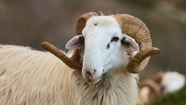 Ram, portrait, twisted horns, rams on road, mountains, Sfakia, West Crete, Chania province, Crete, Greece