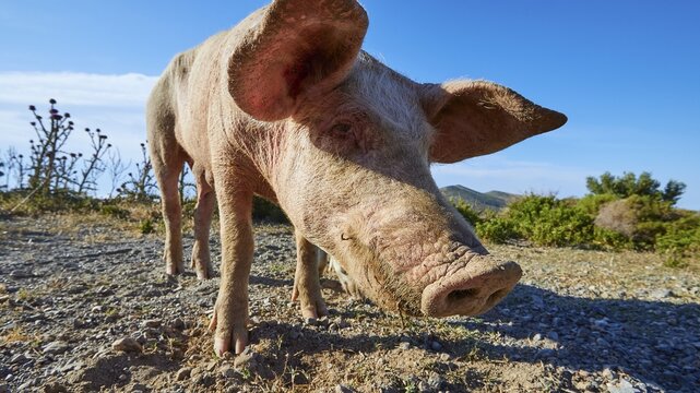 A curious pig explores the arid landscape, farm animals, Mani Peninsula, Peloponnese, Greece