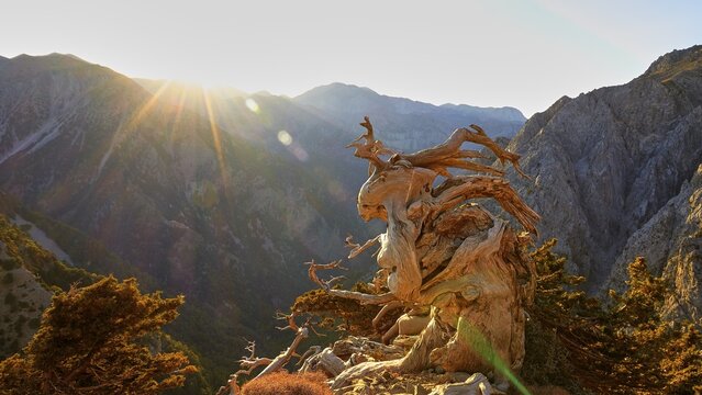 Morning light, sunrise, sun as a star, climbing Gingilos, Omals, Gingilos, Samaria gorge, gnarled tree, Chania province, Crete, Greece