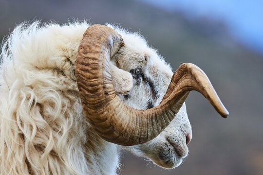 Close-up of a ram with imposing horns in front of a mountainous landscape, Lefka Ori, White Mountains, mountain massif, west, Crete, Greece