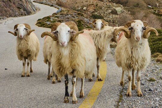 Five sheep walking side by side along the road in a mountainous, rural setting, near the Kallikratis Gorge, Lefka Ori, White Mountains, Massif, West, Crete, Greece