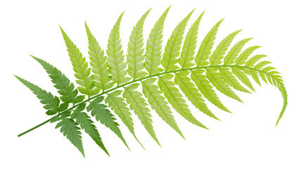 Delicate green fern frond with serrated leaflets, isolated on transparent background © Ozols