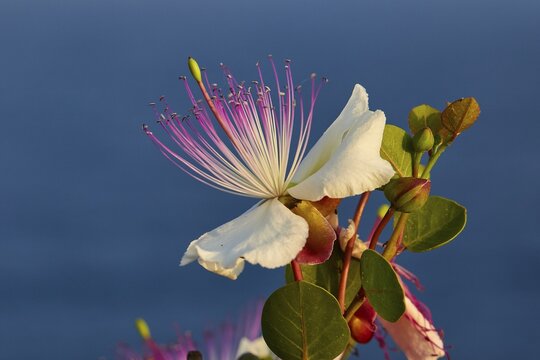 Caper flower (Flos capparis), Detailed view of a white flower with pink stamens against a blue background, morning light, Tsichli Babas islet, Navarino Bay, Pylos, Peloponnese, Greece