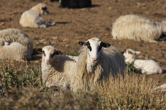 Two sheep lying in the grass in a field, sheep (e) or goat (n), ovis, caprae, Crete, Greek Islands, Greece
