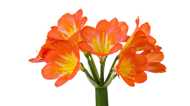 Cluster of vibrant orange Clivia flowers with yellow centers, isolated on transparent background