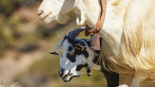 Goat with bell and lamb in close proximity to each other, goat (s), free-range, central north of the island, mountains, Karpathos, Dodecanese, Greek Islands, Greece
